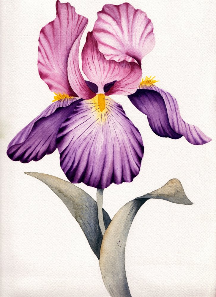Ljuslila iris av Salome