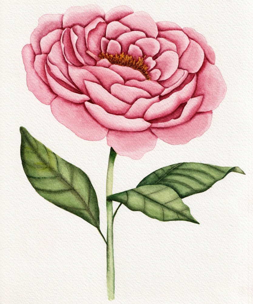 Akvarell: Rosa pion av Salome