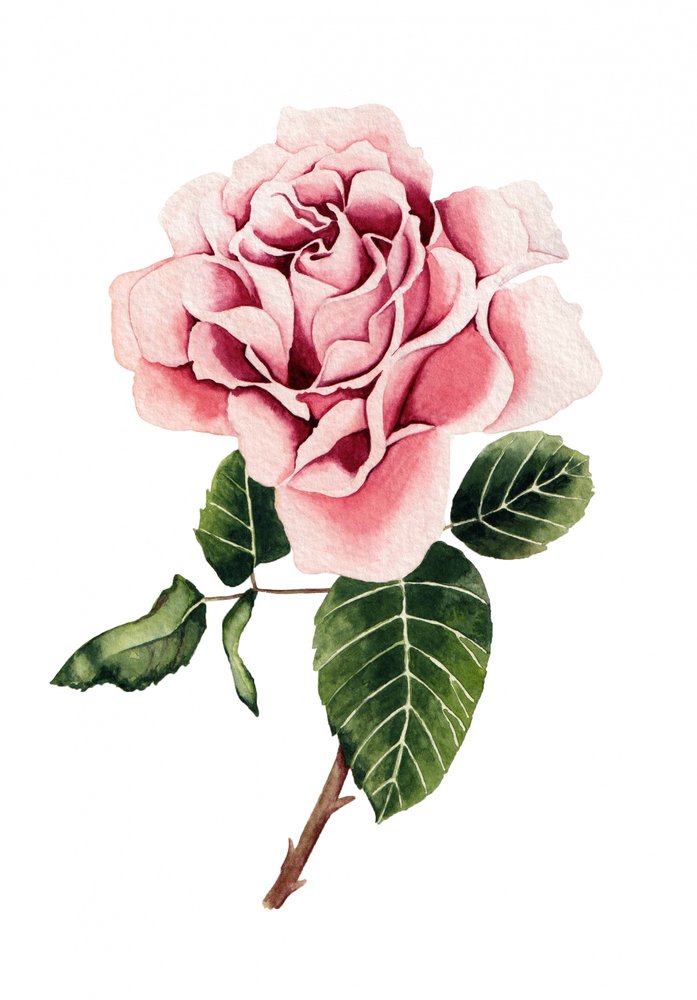 Akvarellrosa ros av Salome