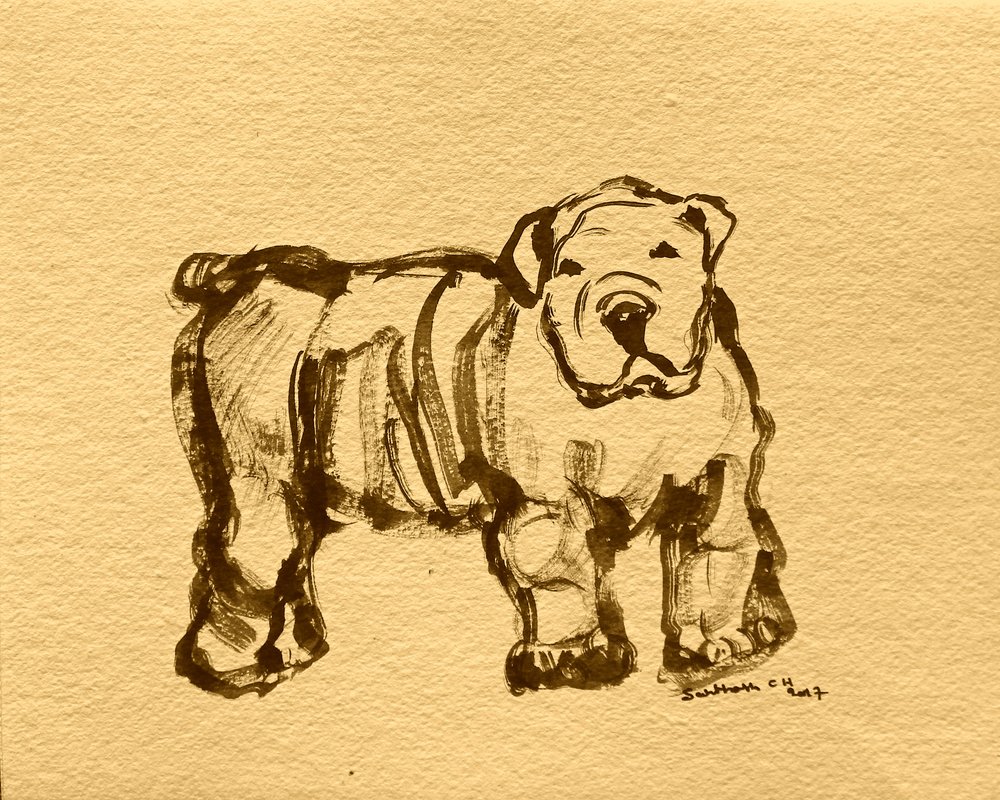 Uttrycksfull bulldoggskiss av Santhosh ch