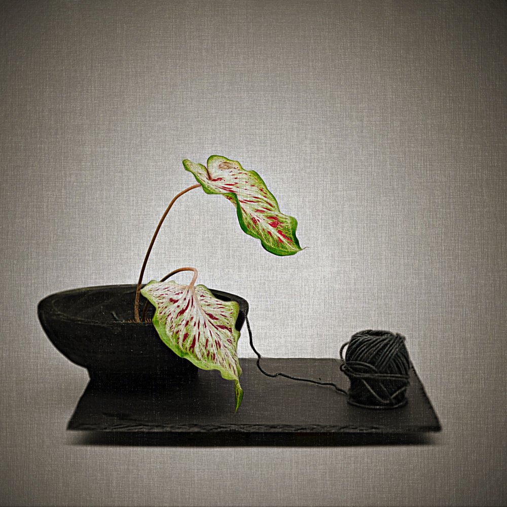 Caladium och svart garn av Saskia Dingemans