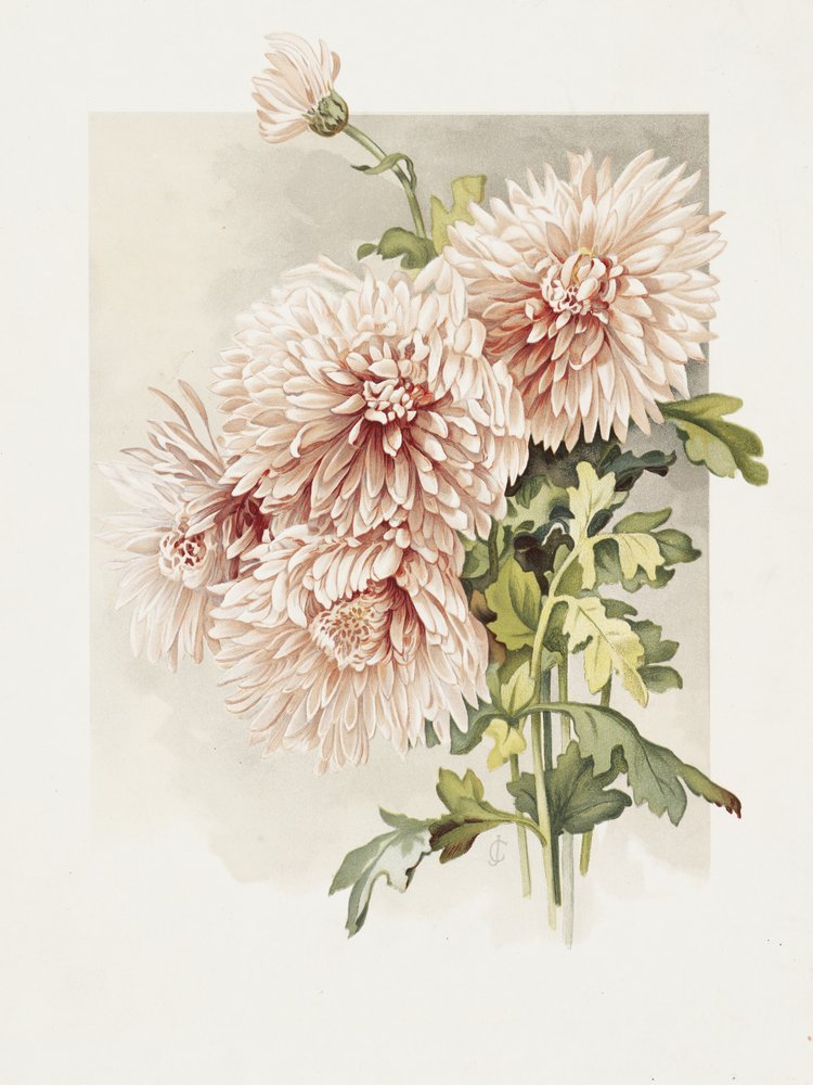 Krysantemum av Sidney Thomas Callowhill