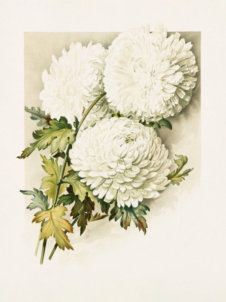 Krysantemum till julafton av Sidney Thomas Callowhill