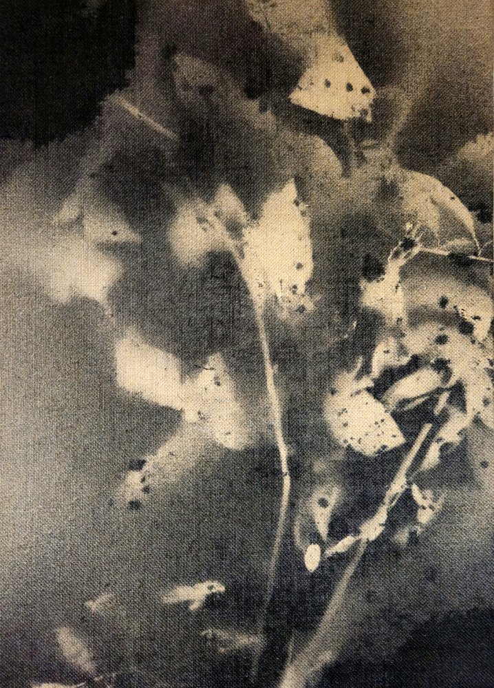 Eteriska botaniska former av Stefano Mazzolini