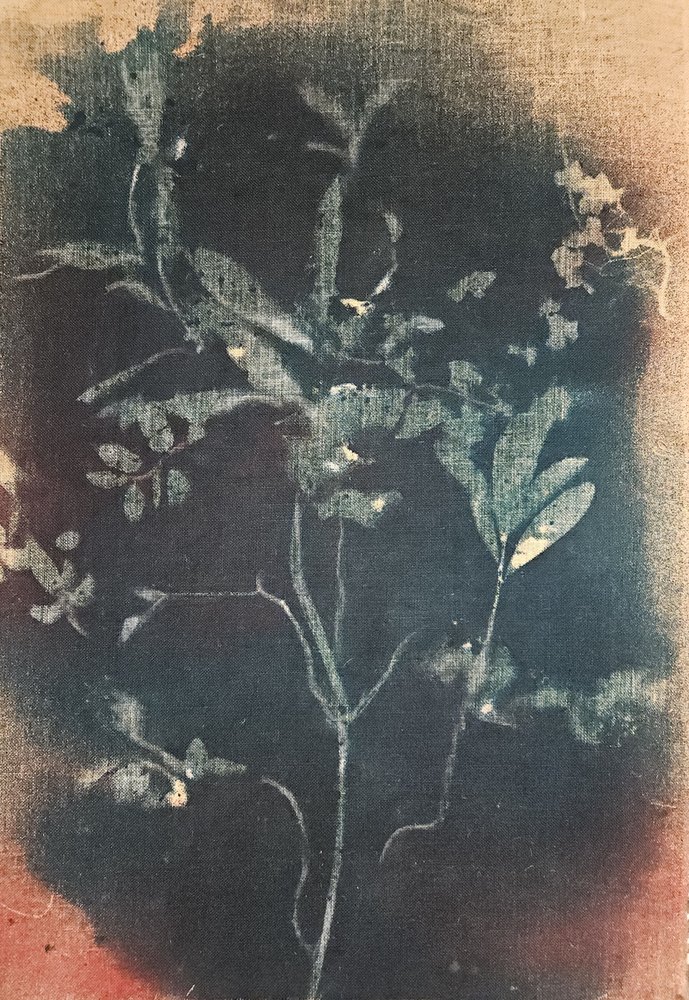 Blekt blått botaniskt motiv av Stefano Mazzolini