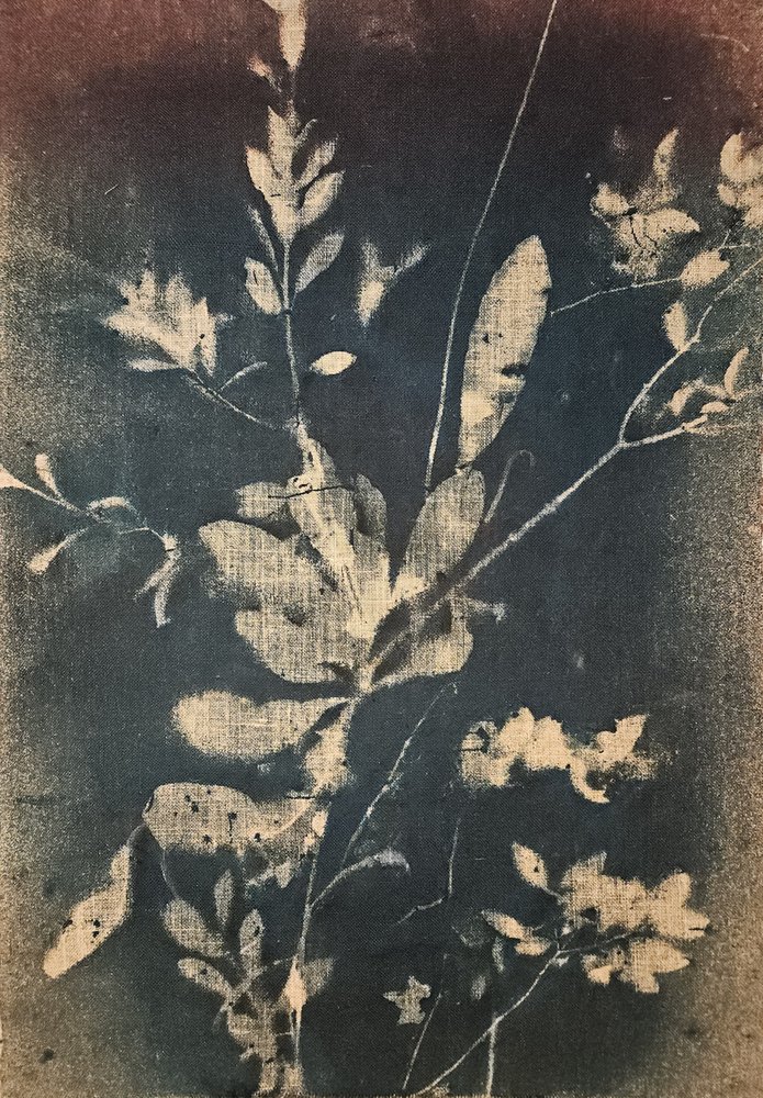 Vintageblå botaniska motiv av Stefano Mazzolini