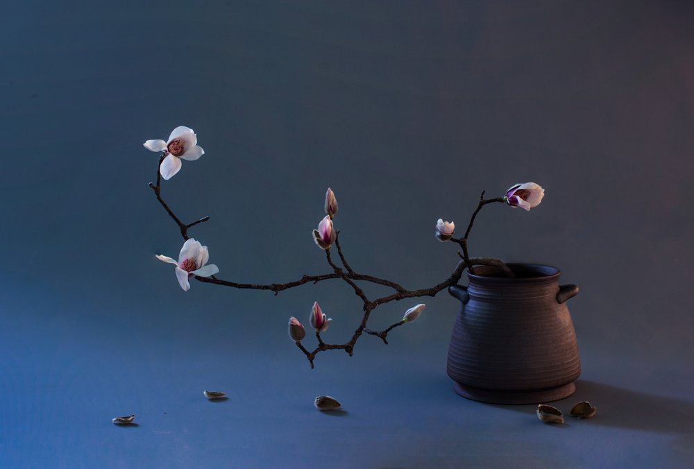 Zen-magnoliablomma av Summer2016