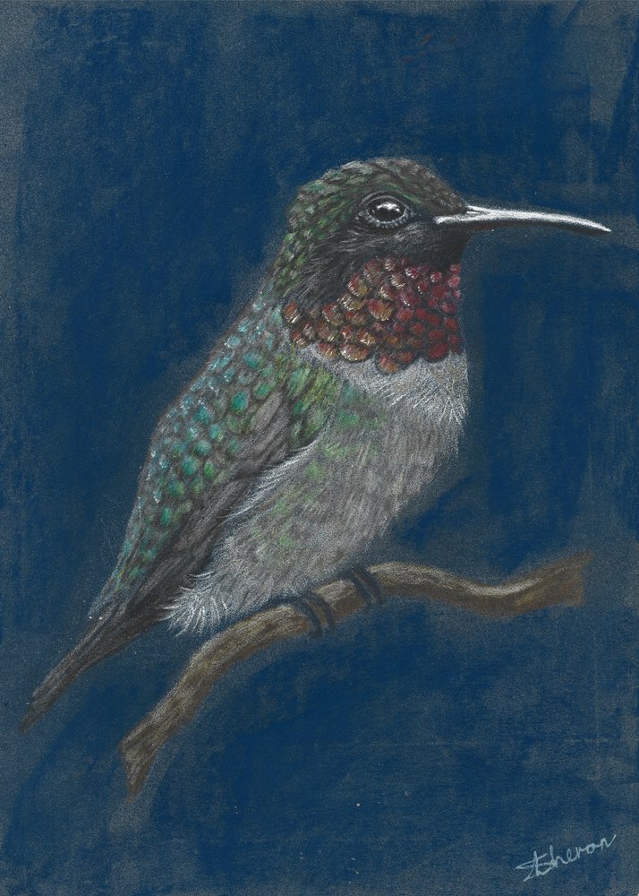 En livfull kolibri som sitter på en gren av Sunet Theron