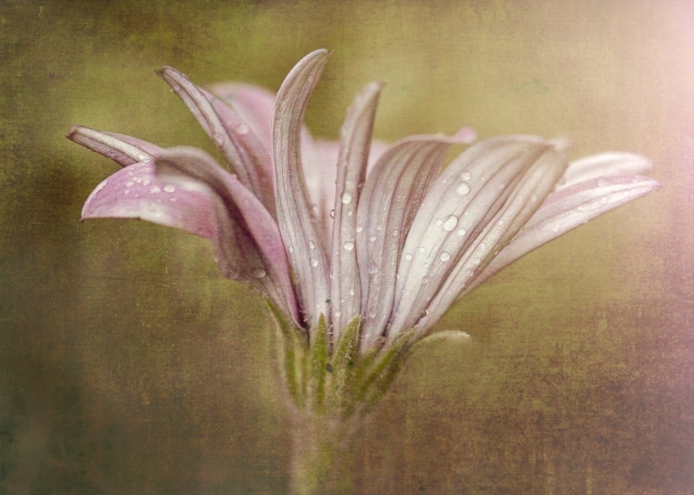 Ömtålig daggdroppsblomma av Susan Moss