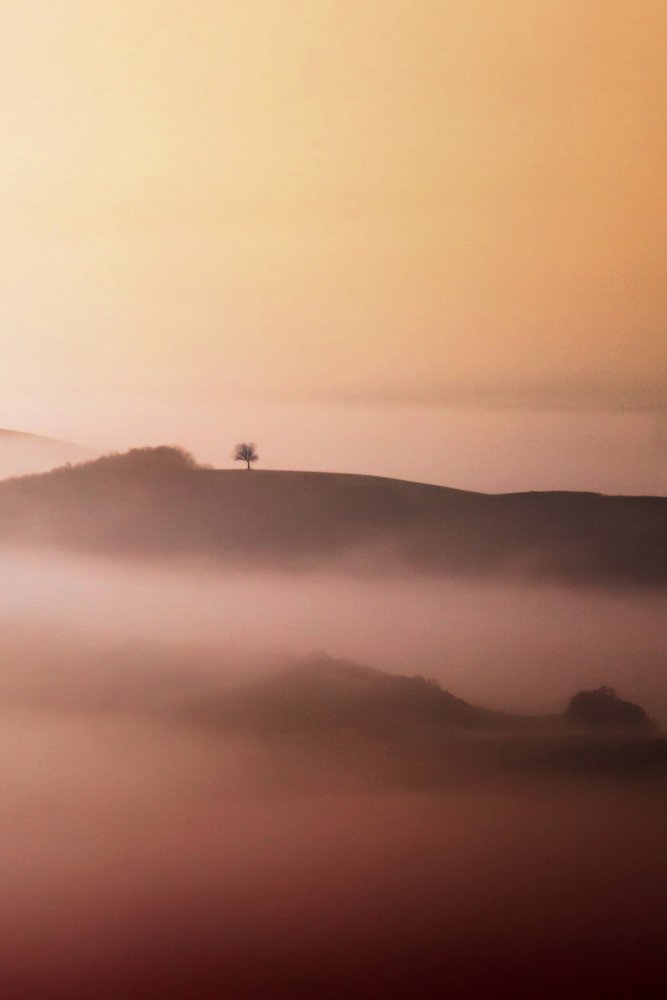 Lone Tree Golden Mist av Vanja Tajnsek