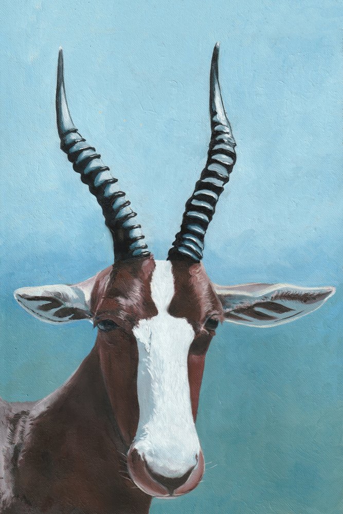 Blesboks blick av Viccy Wanliss