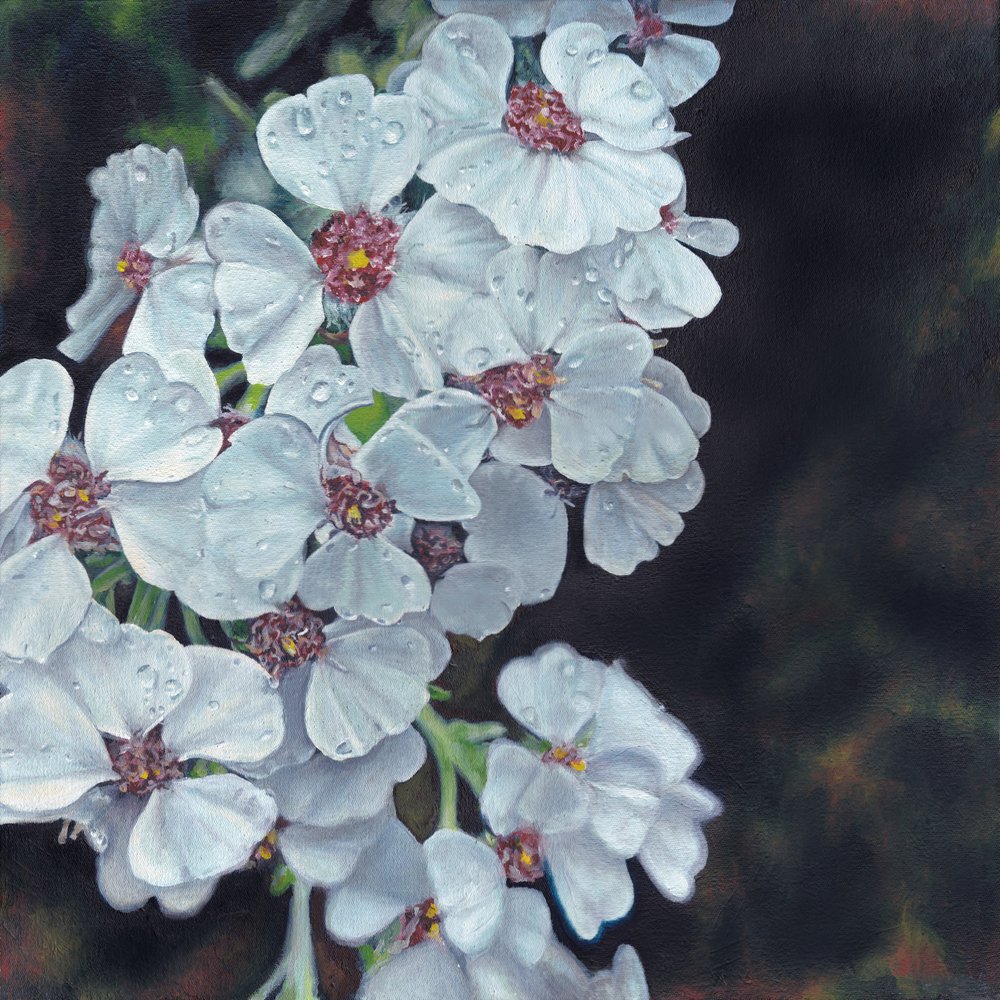 Daggkyssta vita blommor av Viccy Wanliss
