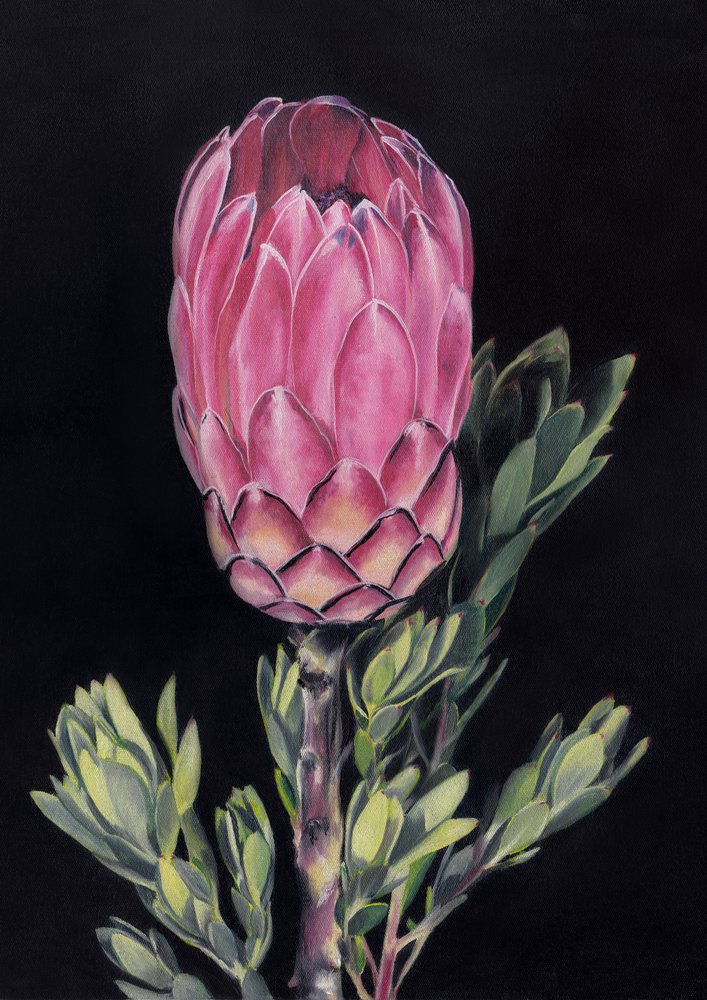 Exotisk rosa protea av Viccy Wanliss