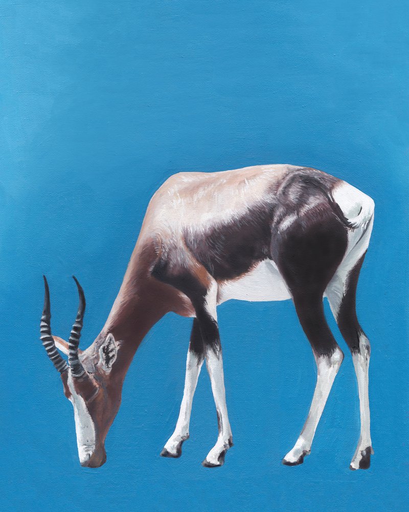 Bontebok som betar av Viccy Wanliss