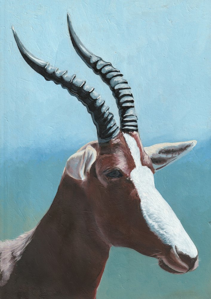Porträtt av en majestätisk blesbok av Viccy Wanliss