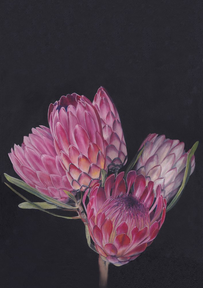 Protea-blandning av Viccy Wanliss av Viccy Wanliss