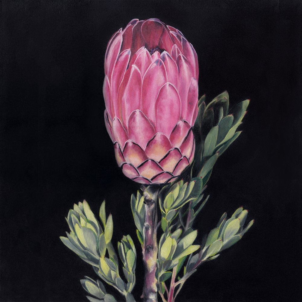 En iögonfallande rosa protea av Viccy Wanliss