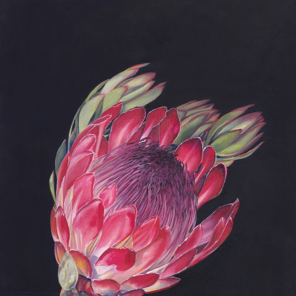 Ljusrosa protea av Viccy Wanliss