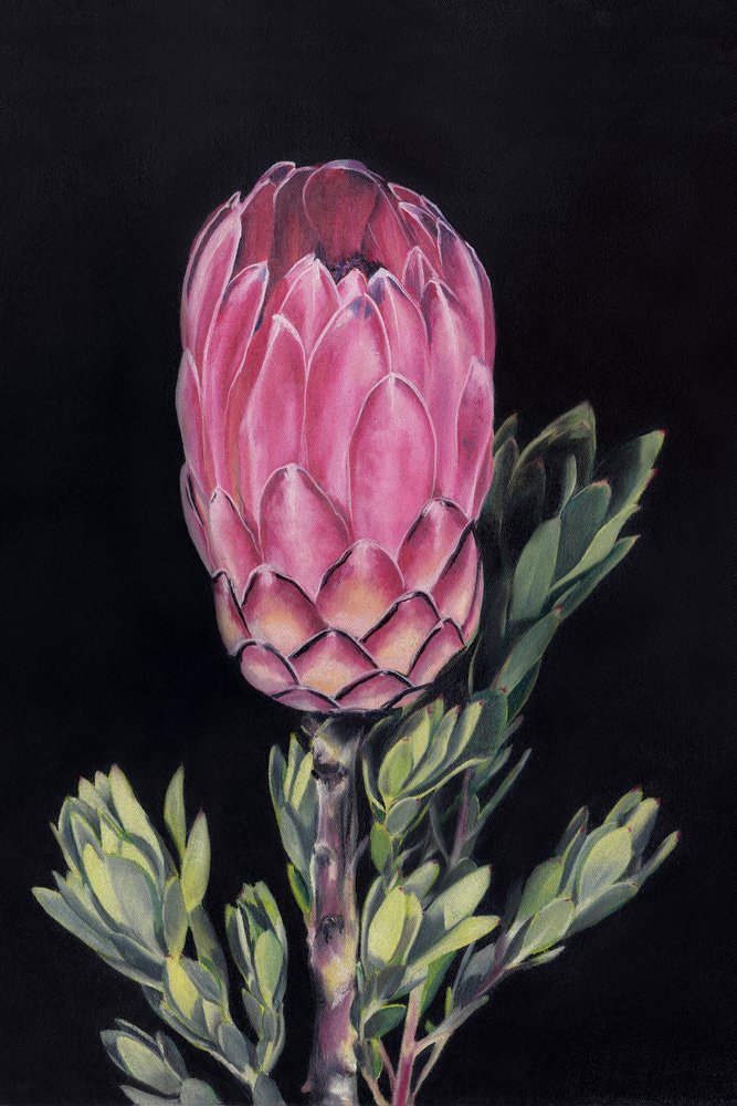 Ljusrosa protea av Viccy Wanliss
