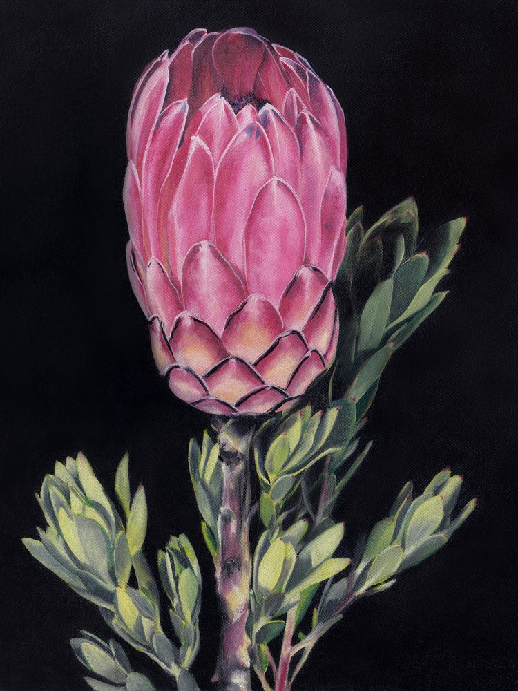 Ljusrosa protea av Viccy Wanliss