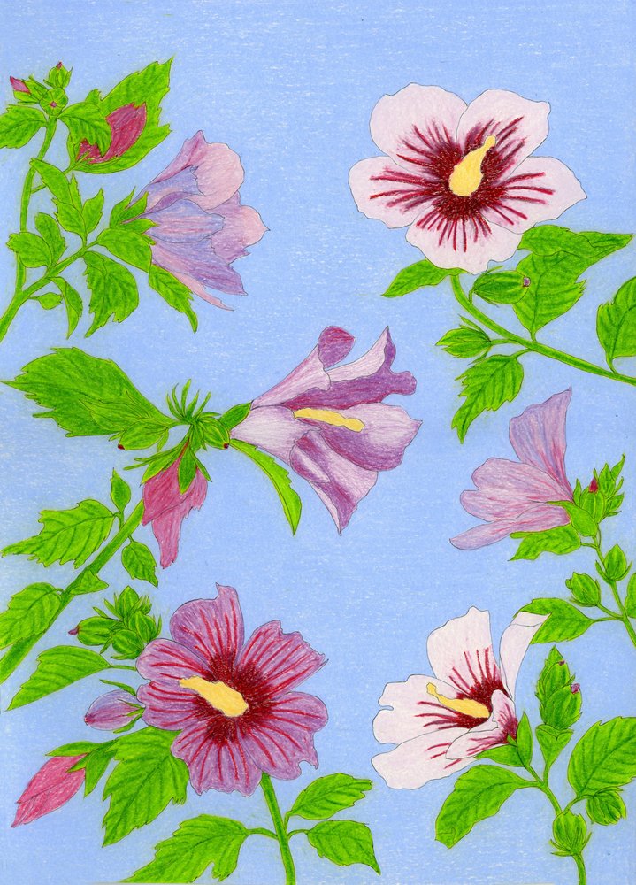 Blommande hibiskusblommor av Viktoriia Saunina
