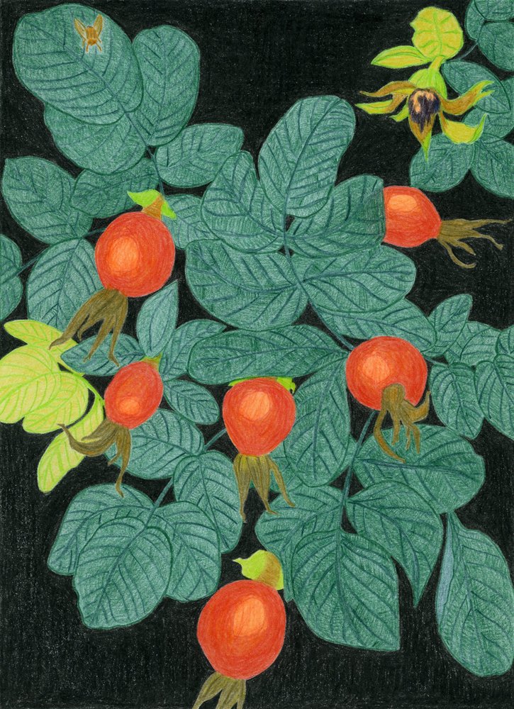 Botaniska nypon av Viktoriia Saunina