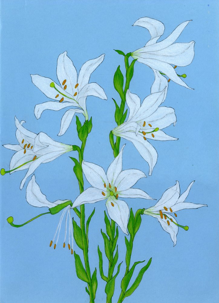 Eleganta vita liljor av Viktoriia Saunina