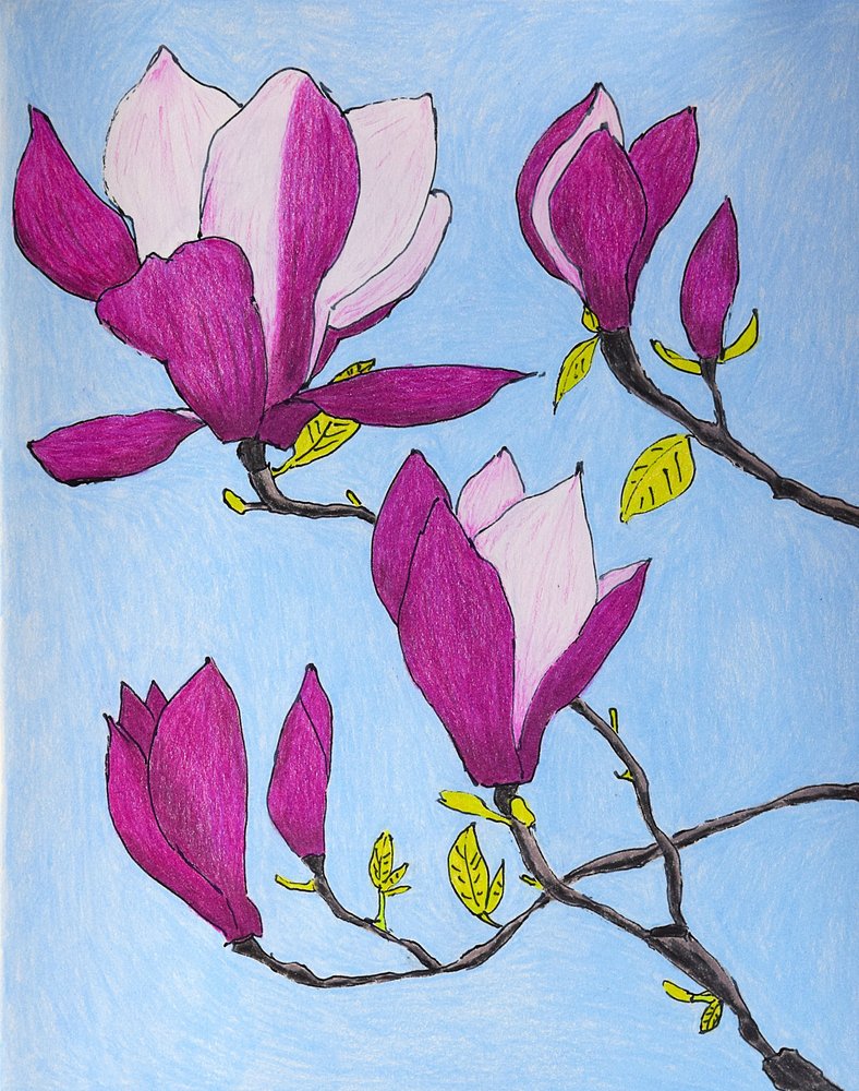 Lila magnoliablommor av Viktoriia Saunina