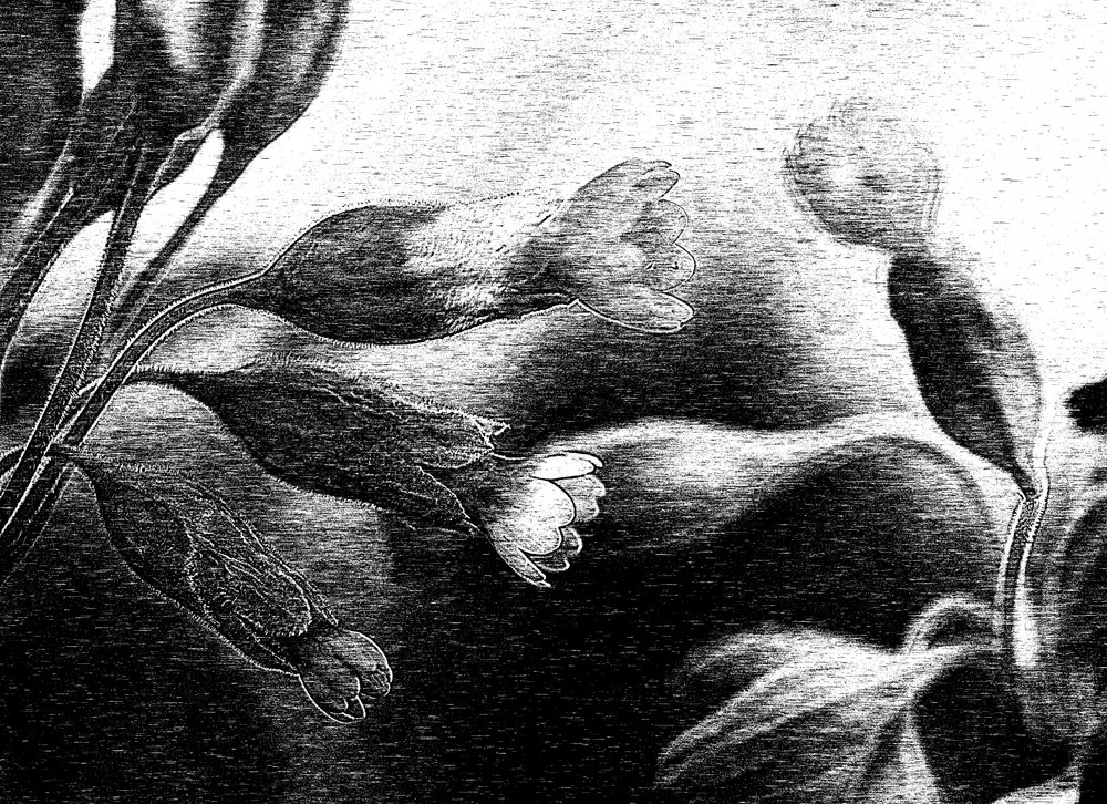 Skir blomsterteckning av Ylva Sjögren