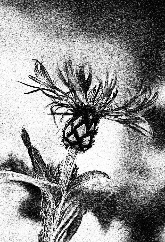 Delikat blomsterskiss av Ylva Sjögren