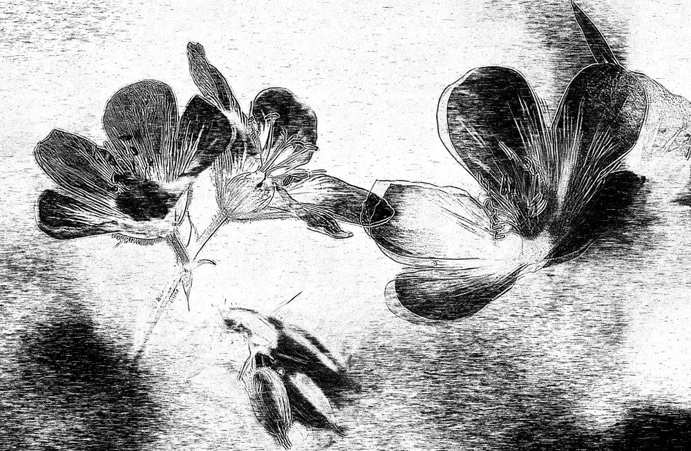 Elegant blomsterteckning av Ylva Sjögren