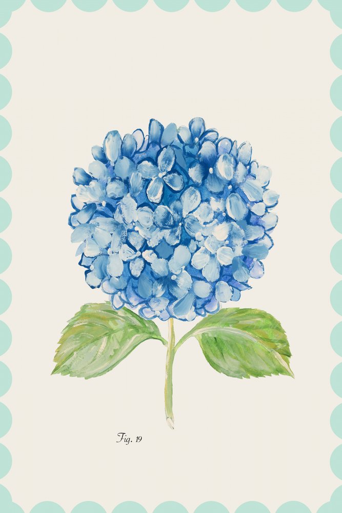 Illustration av en blå hortensia av cartissi