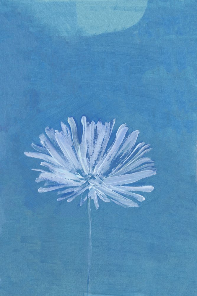 Blåmåneblomma av cartissi