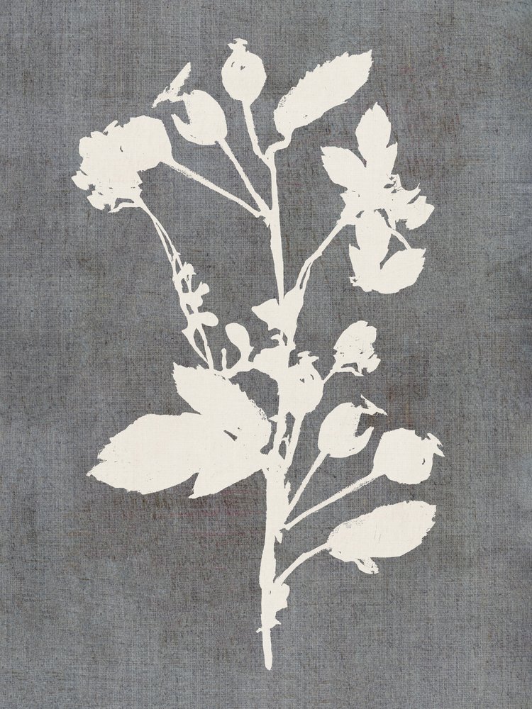 Botanisk ros-silhuett av cartissi