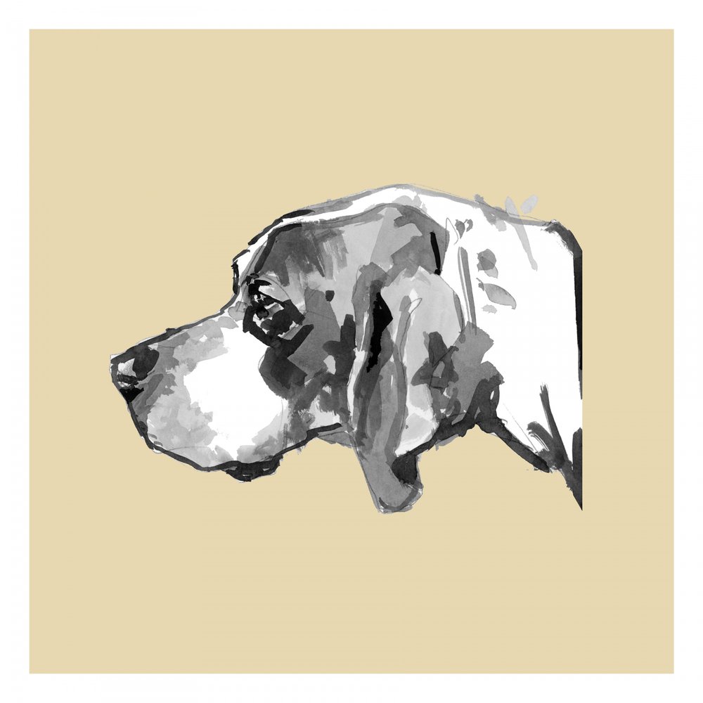 Elegant hundprofil av cartissi