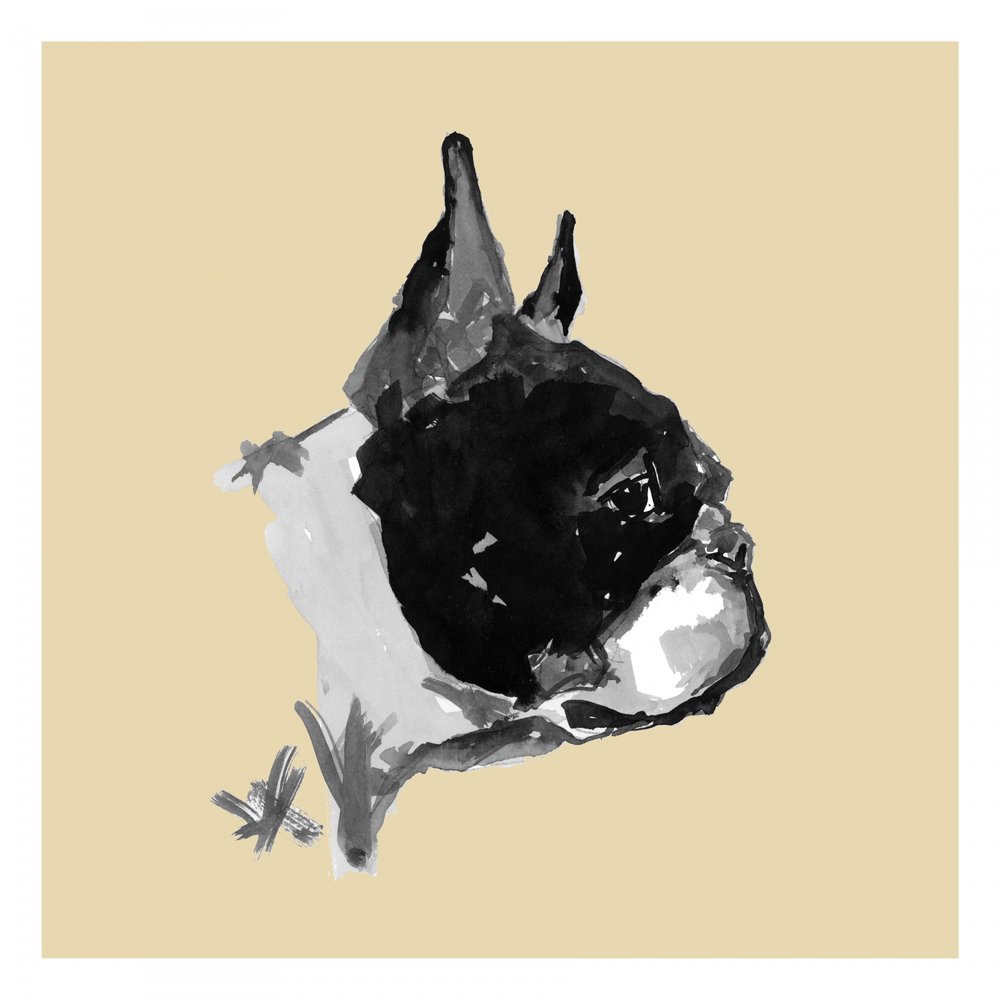 Ett uttrycksfullt porträtt av en Bostonterrier av cartissi