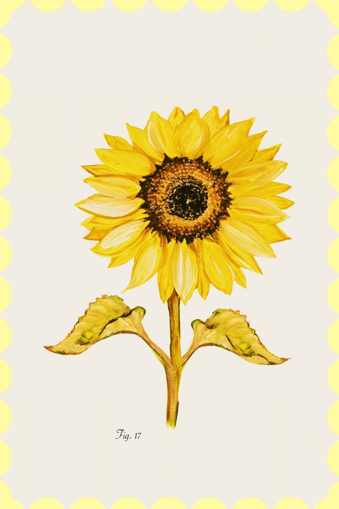 Guldgul solrosblomma av cartissi