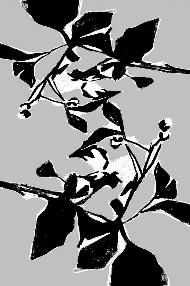 Grafiskt botaniskt mönster av cartissi