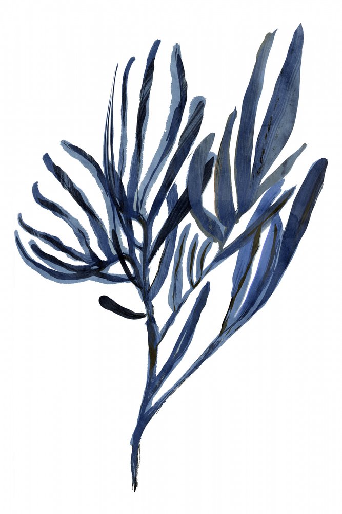 Indigo Botaniska grenar av cartissi