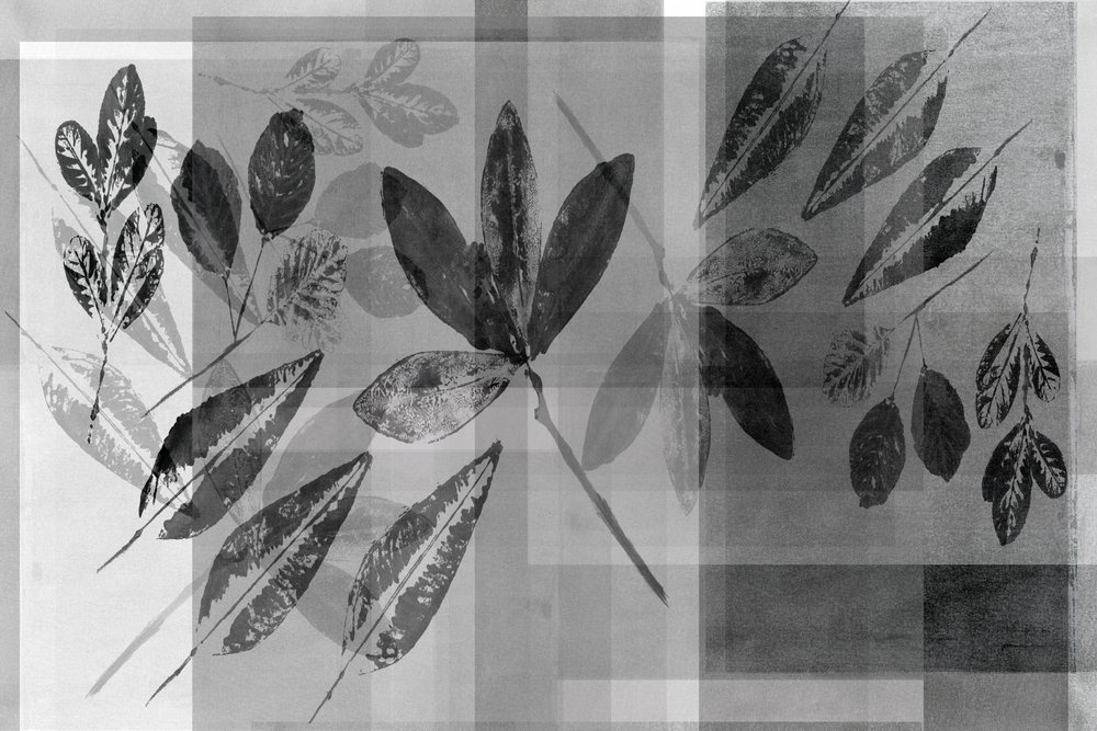 Monokroma botaniska lager av cartissi
