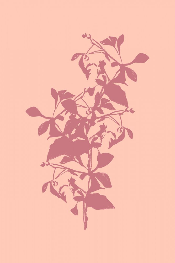 Rosa botanisk silhuett av cartissi