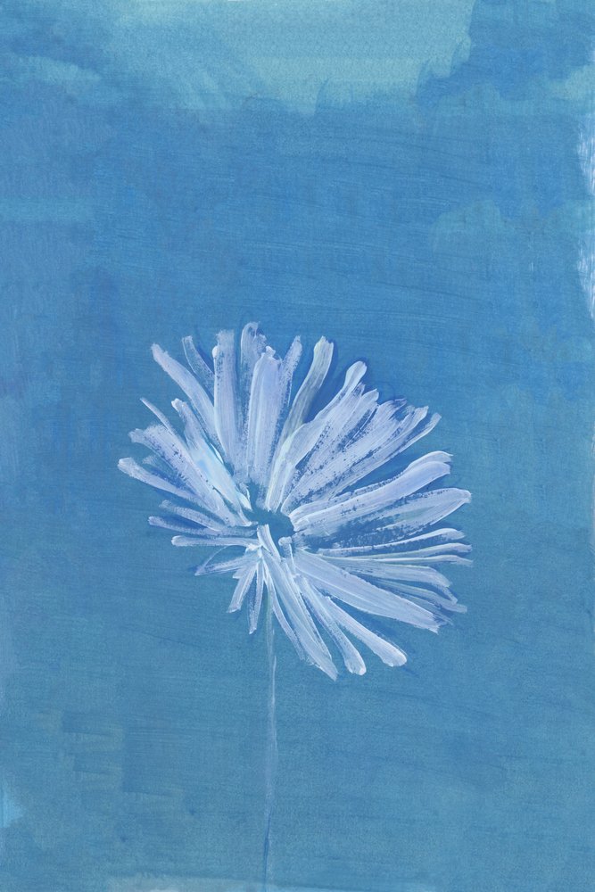 Lugn blå blomning av cartissi