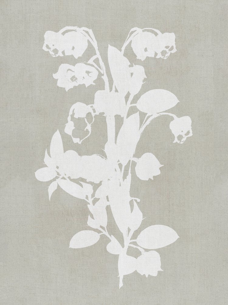 Vita botaniska blommor av cartissi