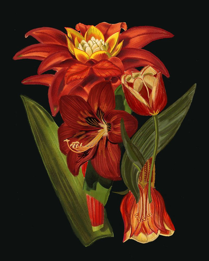 Eleganta botaniska blommor av giovanna nicolo