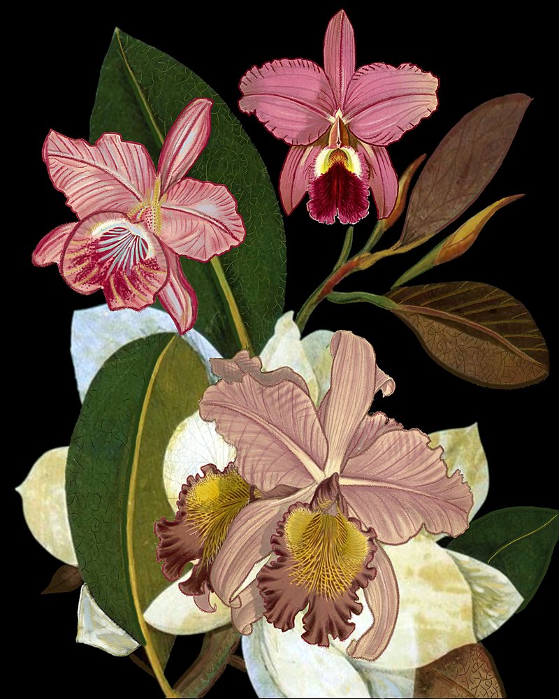 Eleganta rosa orkidéer av giovanna nicolo