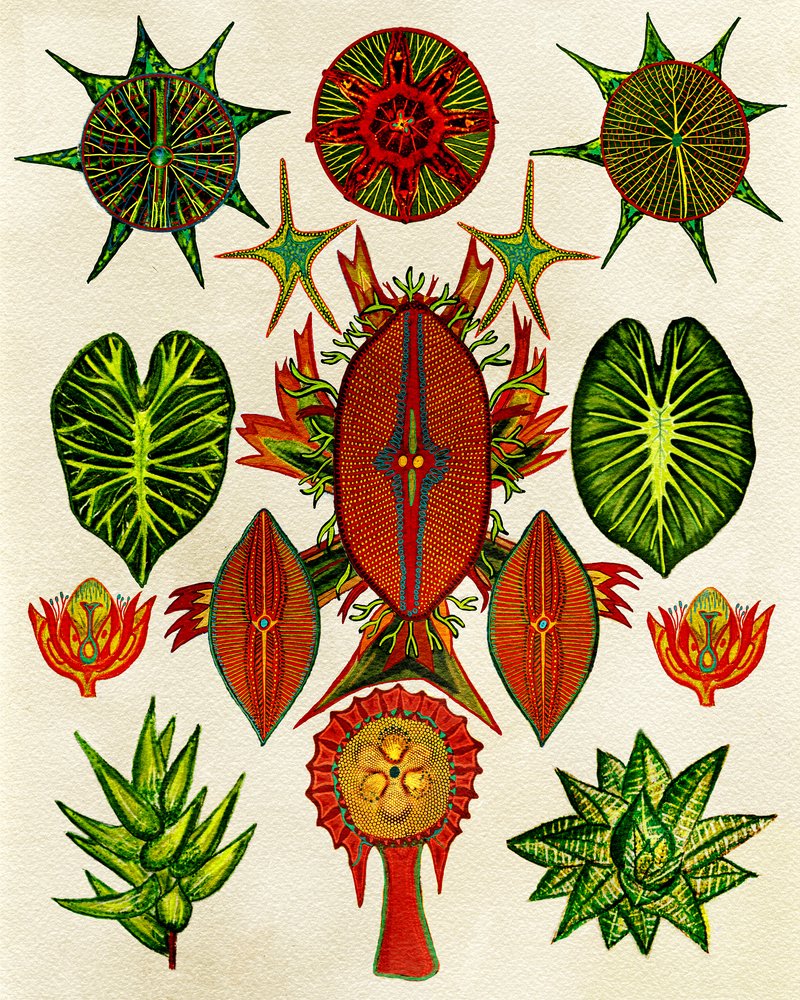  av giovanna nicolo