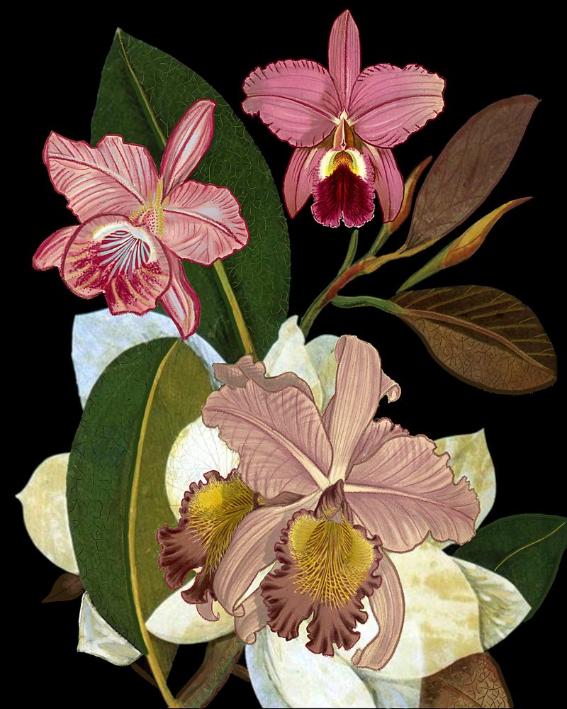  av giovanna nicolo