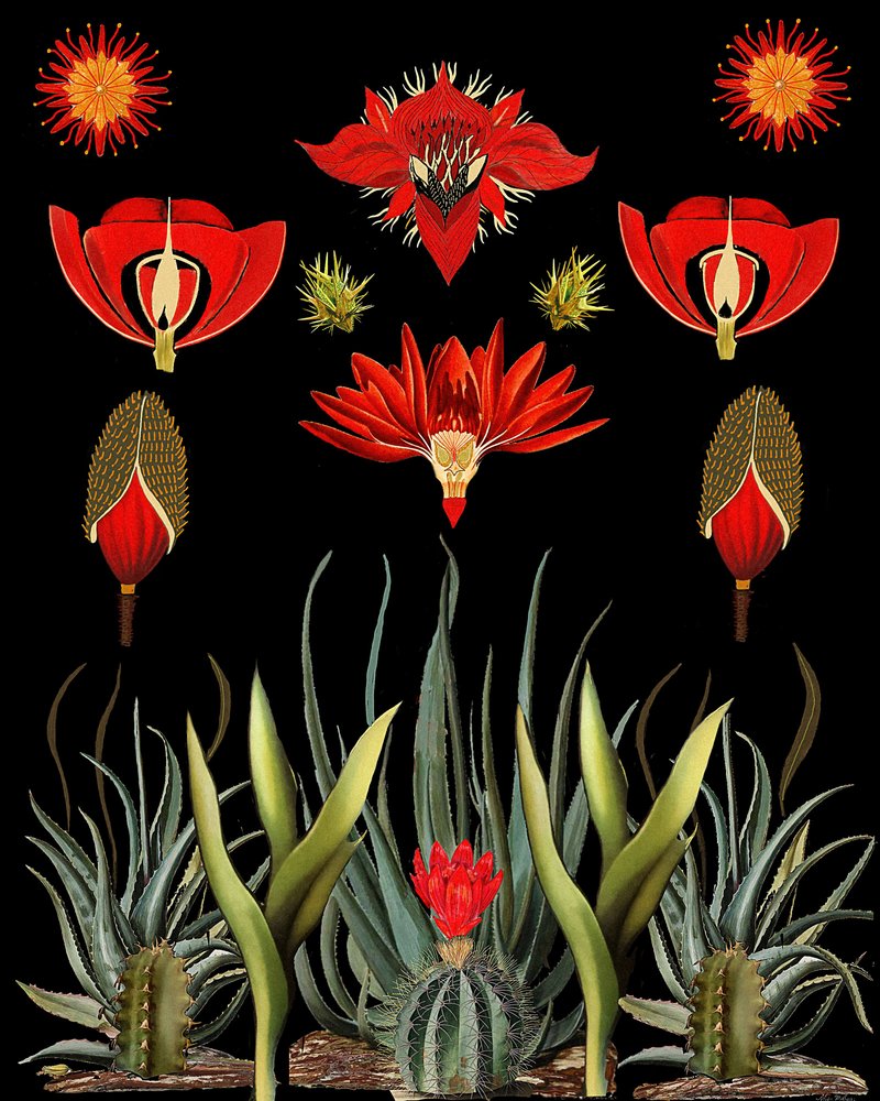 Red Desert Botanicals av giovanna nicolo