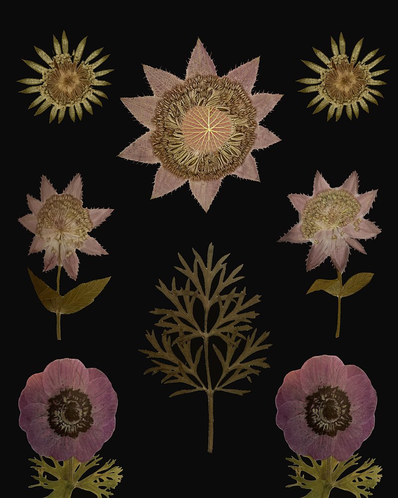 Vintage-torkade blommor av giovanna nicolo