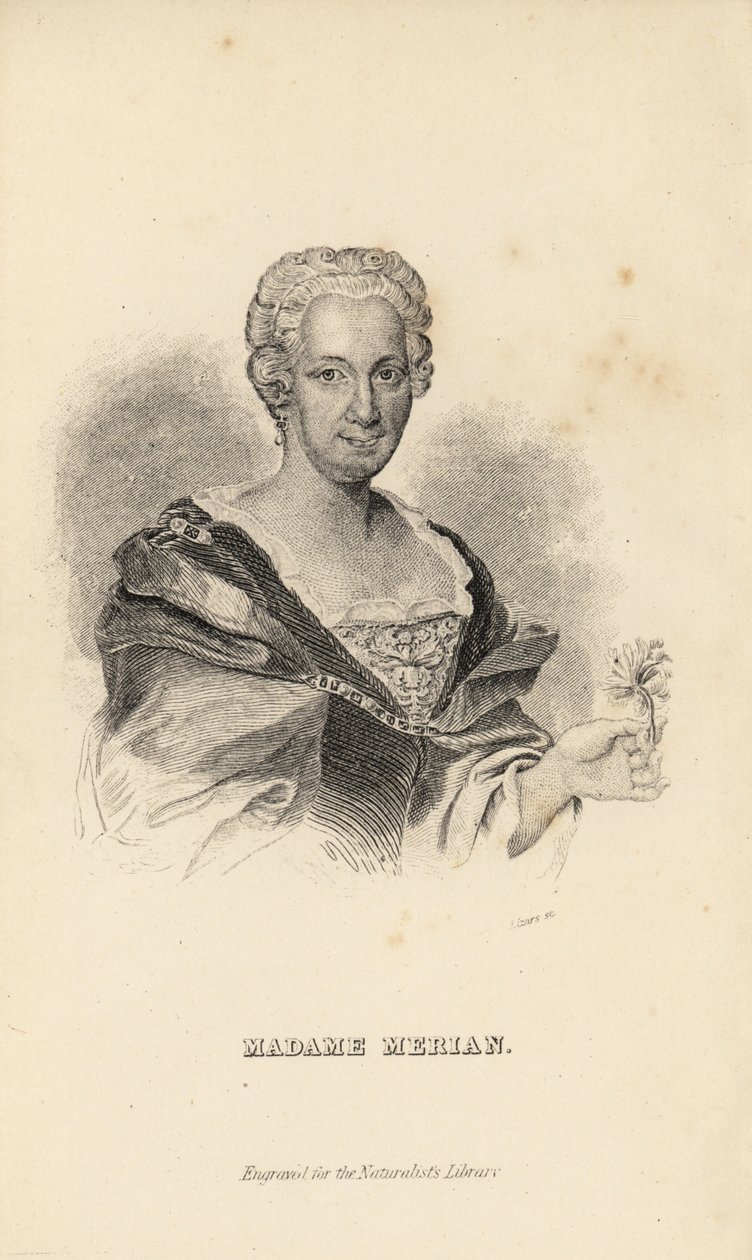 Madame Merian eller Maria Sybilla Merian, tysk naturforskare, entomolog och vetenskaplig illustratör, 1647-1717 av Unknown